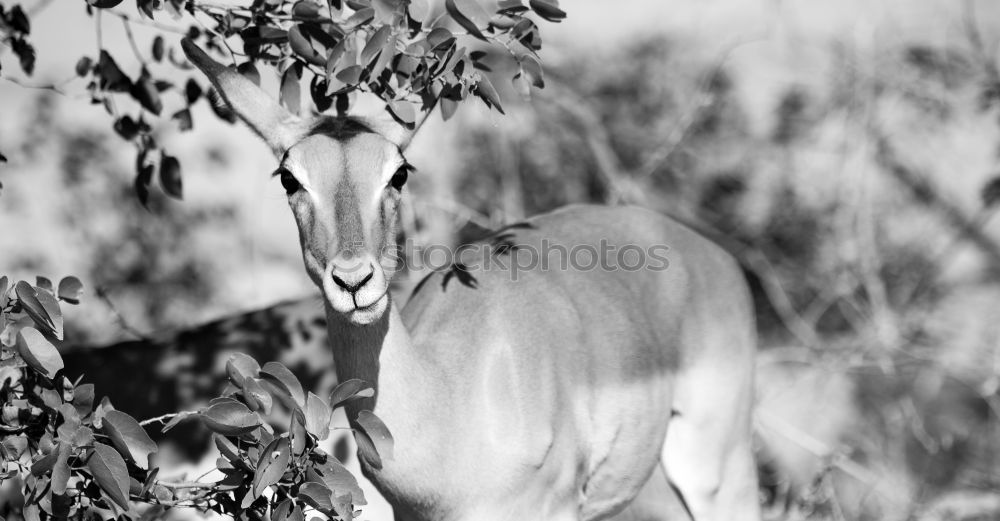 Similar – Image, Stock Photo fawn Nature Grass Meadow