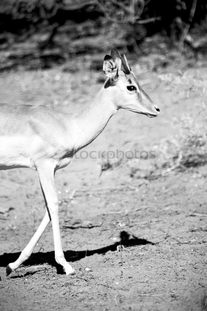 Similar – Image, Stock Photo Dog at the beach Whippet