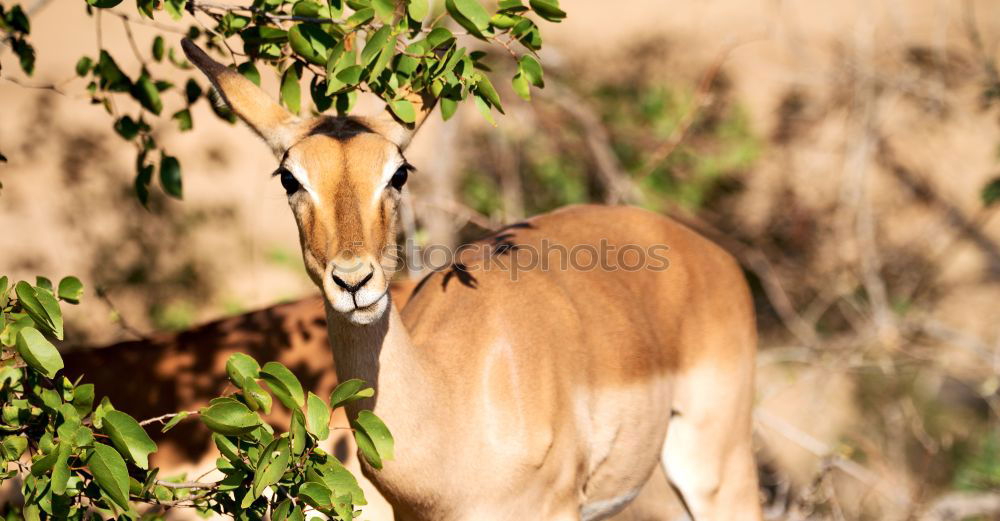 Similar – Image, Stock Photo female bush guib in the savannah