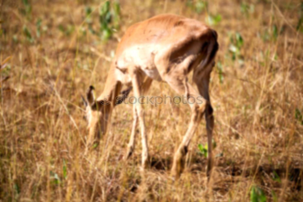 Similar – Thomson gazelles grazing