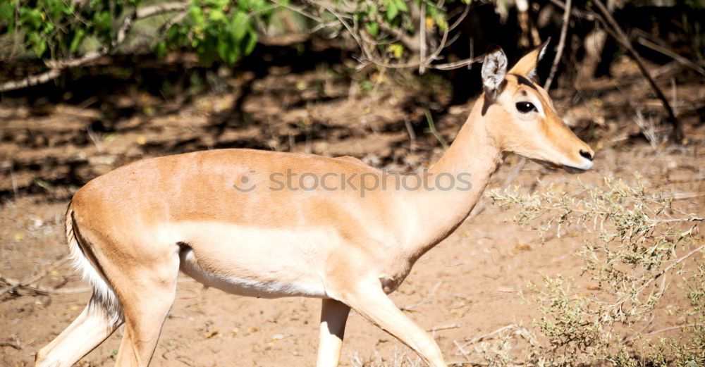 Similar – Image, Stock Photo female bush guib in the savannah