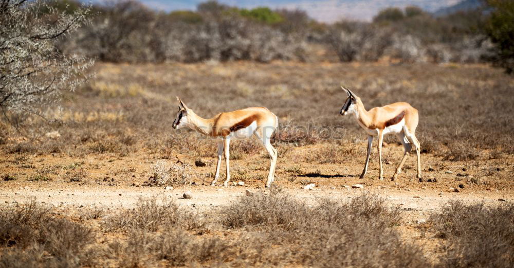 Similar – Springbok Herd Animal