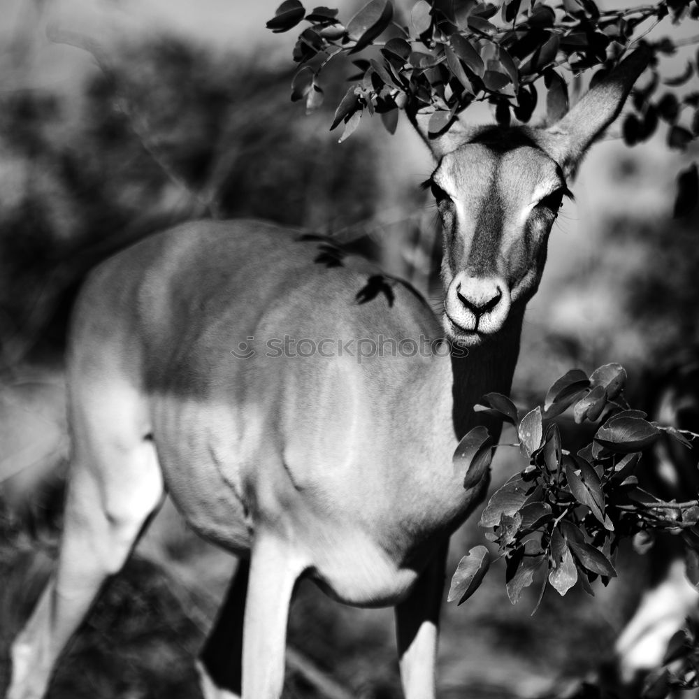 Similar – Image, Stock Photo impala look