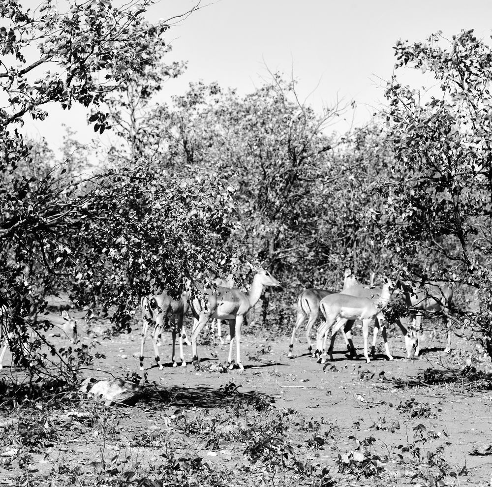 Foto Bild The old plow Feld Pflug