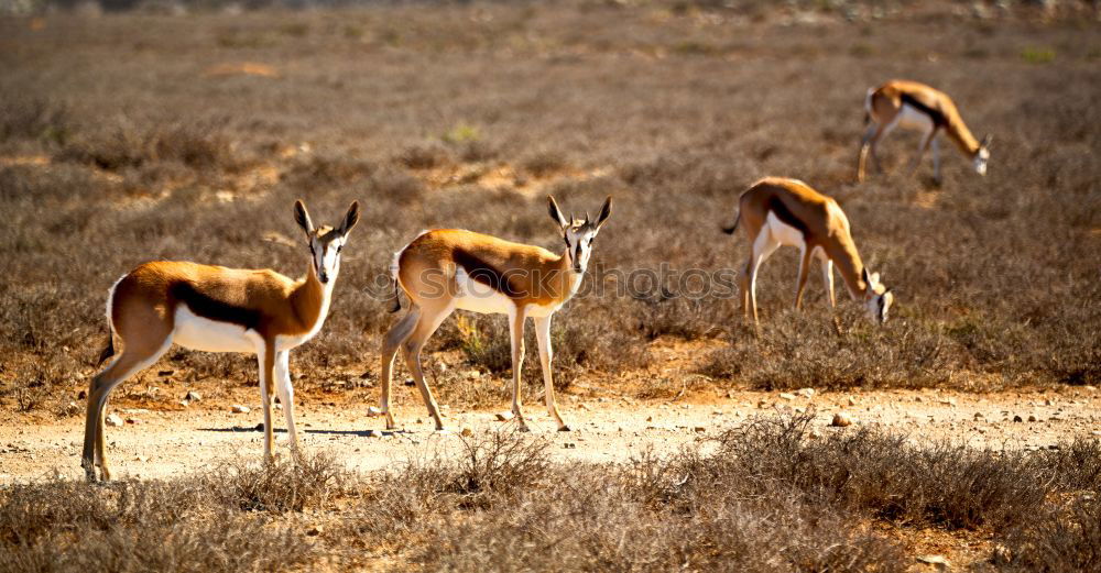 Similar – Impala Herd Nature Animal