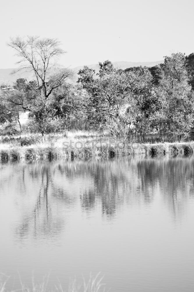 Similar – Foto Bild am baum lehnend den see betrachtend