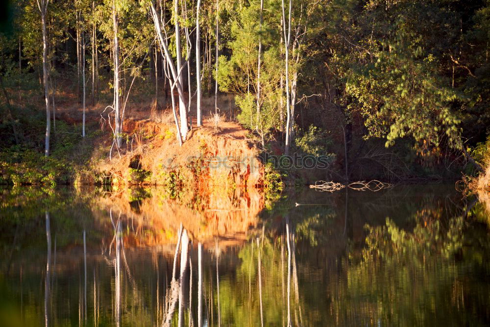Similar – Foto Bild Schweigen im Walde Natur