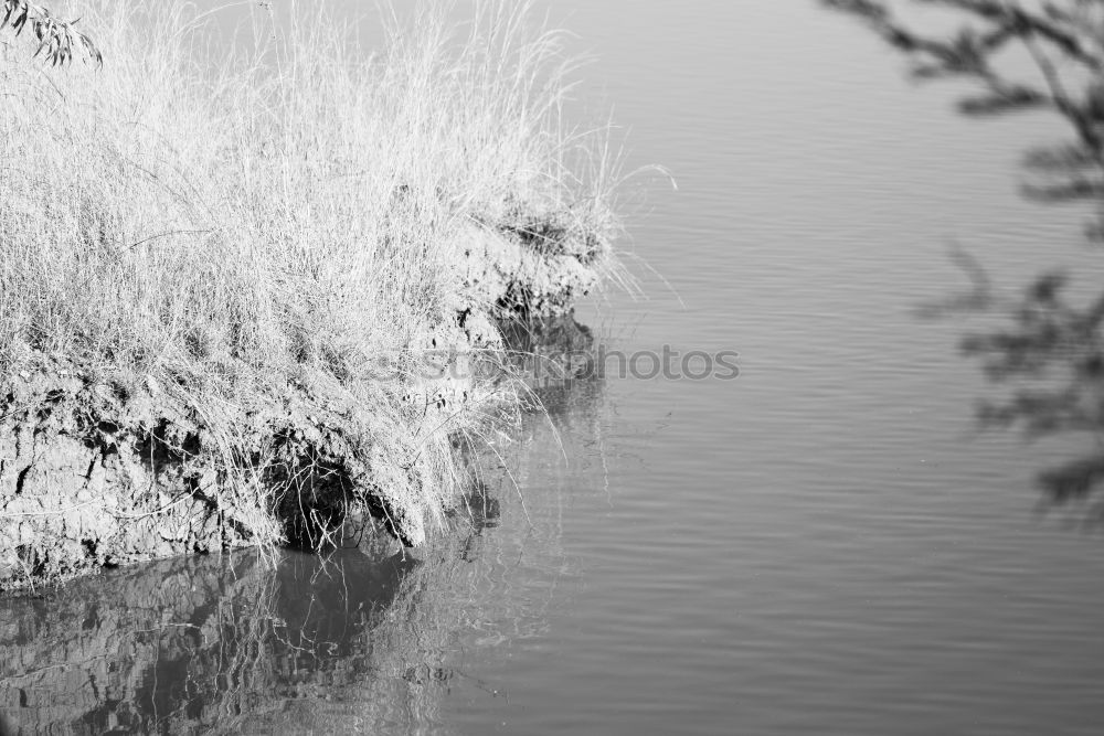 Similar – barbed wire Environment