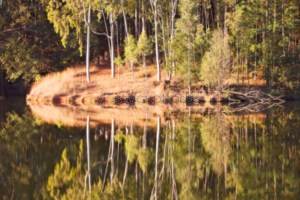 Similar – torii Nature Landscape