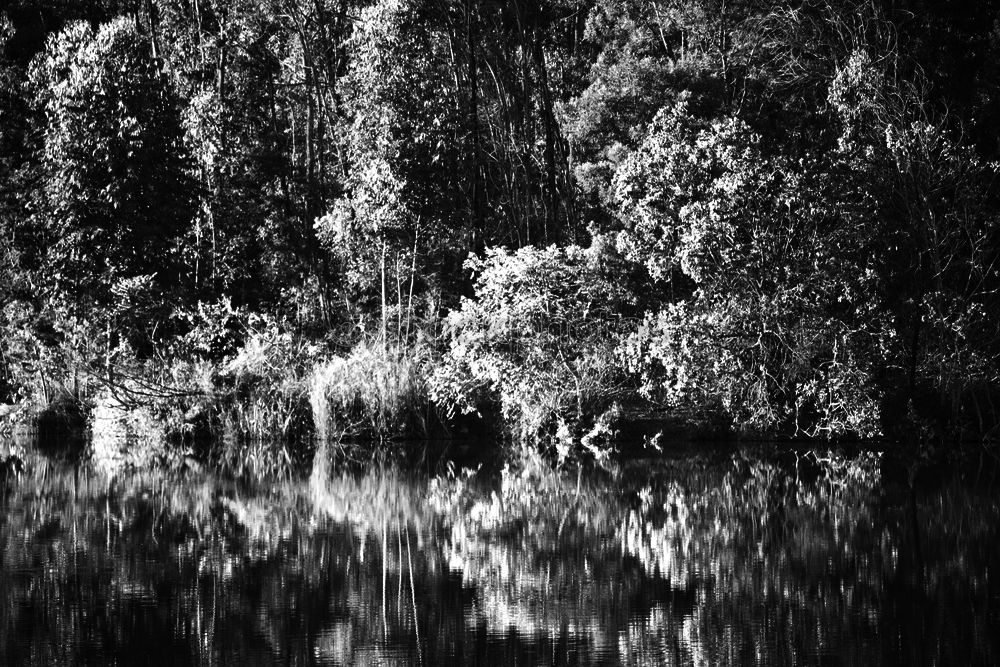 Foto Bild Fluss Wasser Urwald