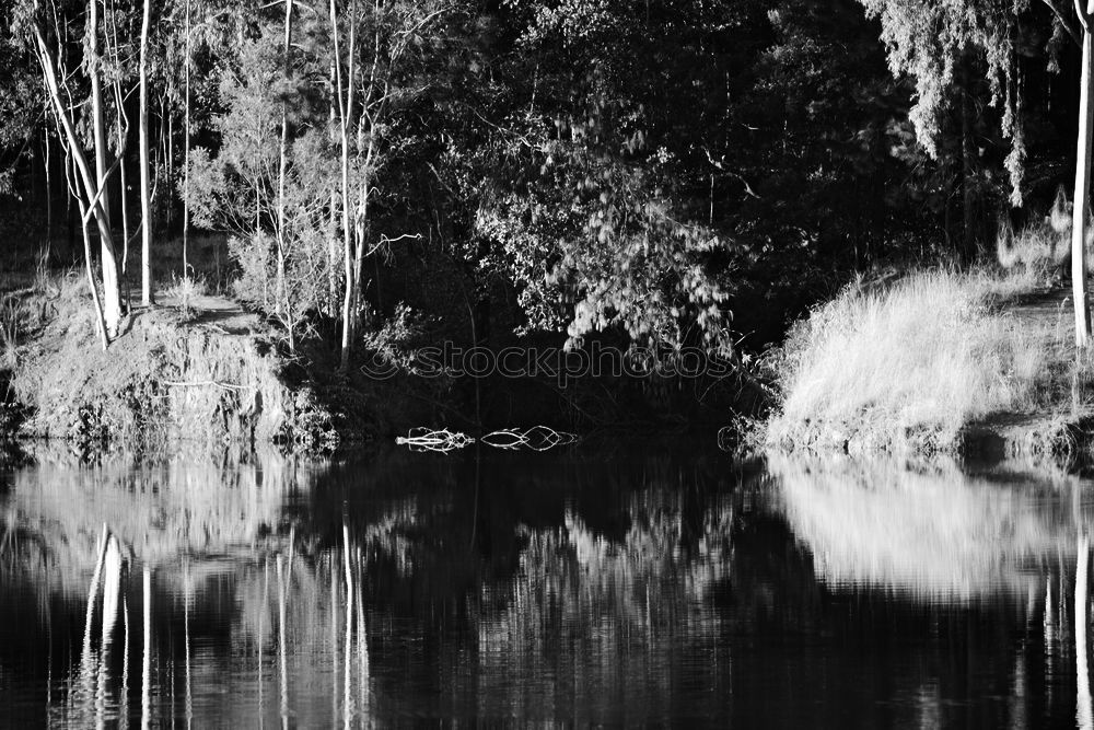 Similar – Foto Bild Fluss Wasser Urwald