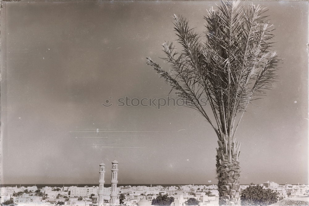 Similar – Venice Beach II Palm tree