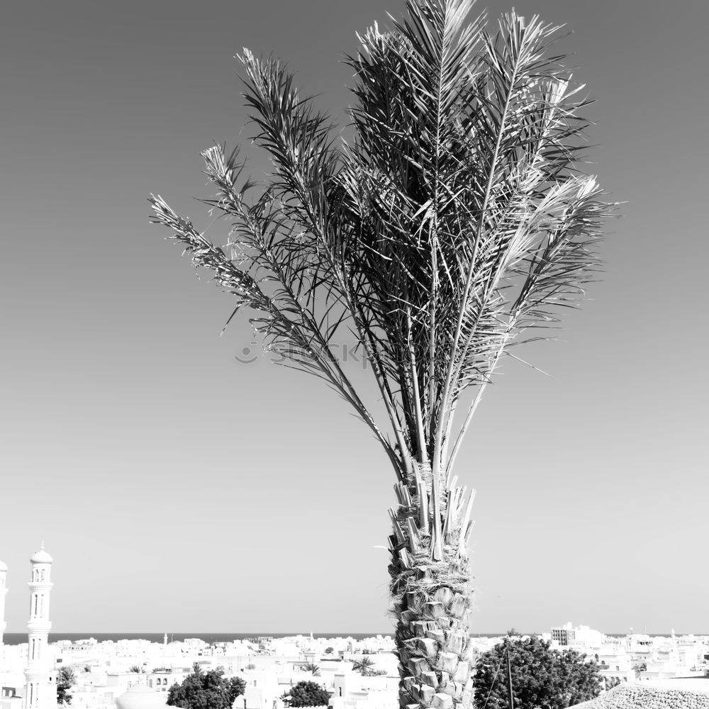 Similar – Venice Beach II Palm tree