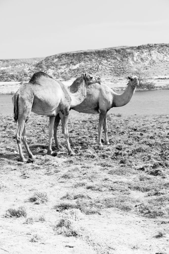 Similar – Image, Stock Photo free dromedary near the sea