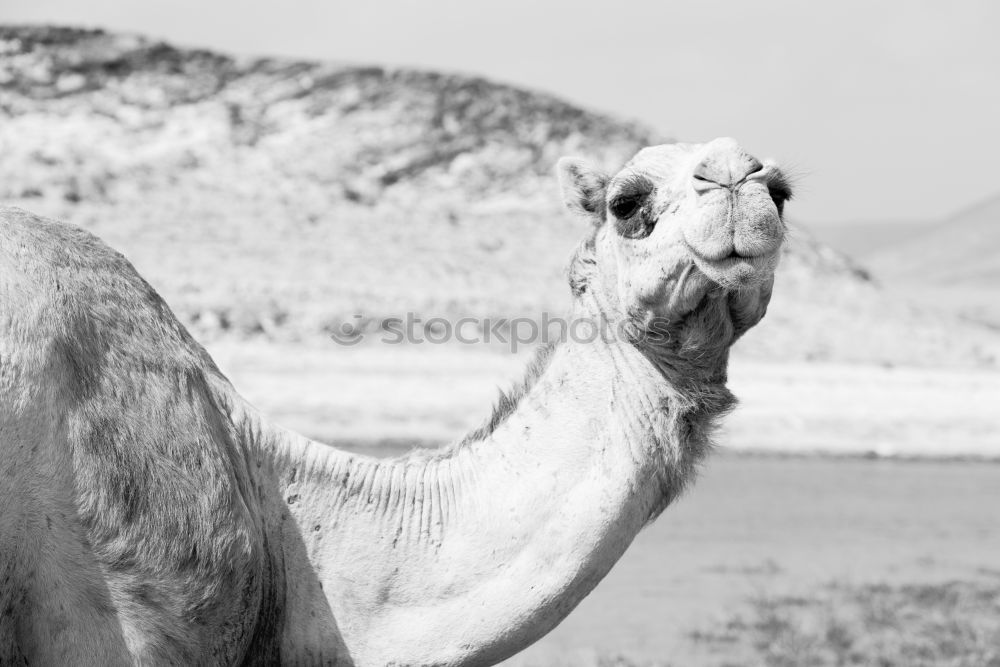 Similar – Image, Stock Photo free dromedary near the sea