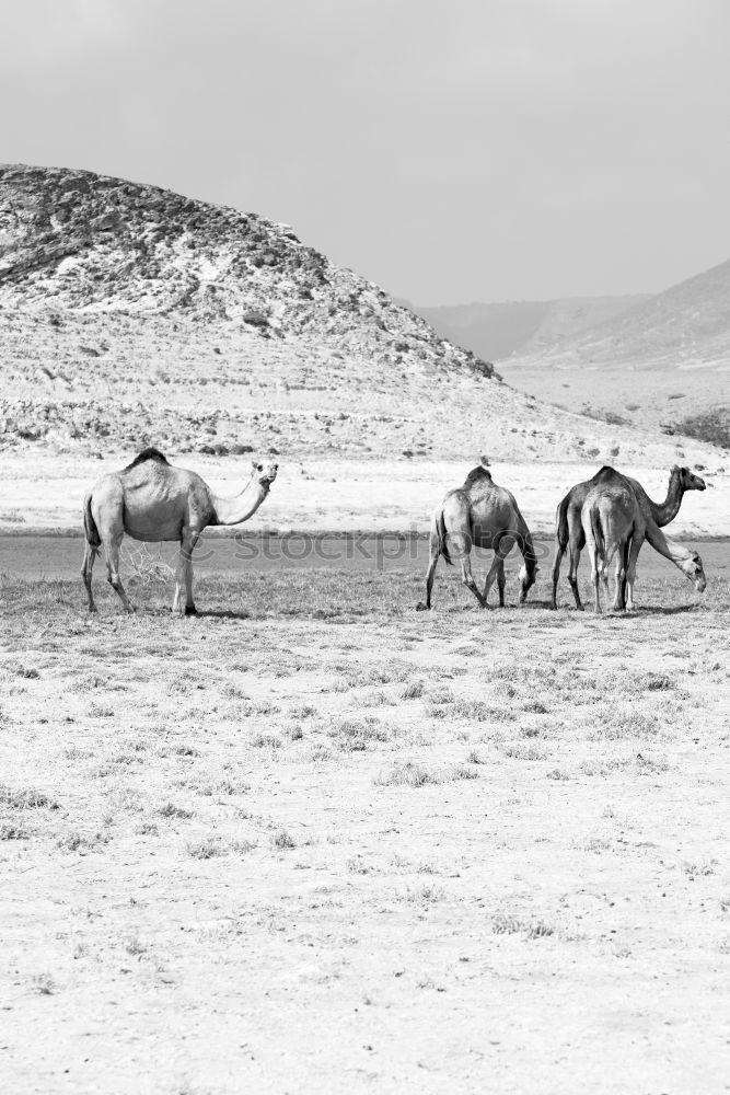 Similar – Image, Stock Photo free dromedary near the sea