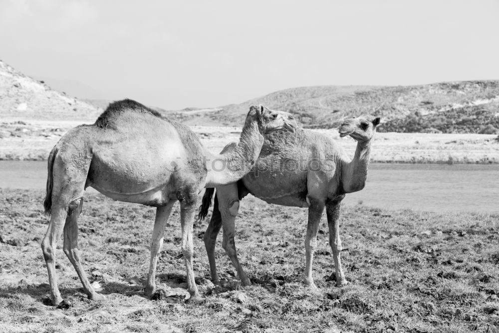 Similar – Image, Stock Photo free dromedary near the sea