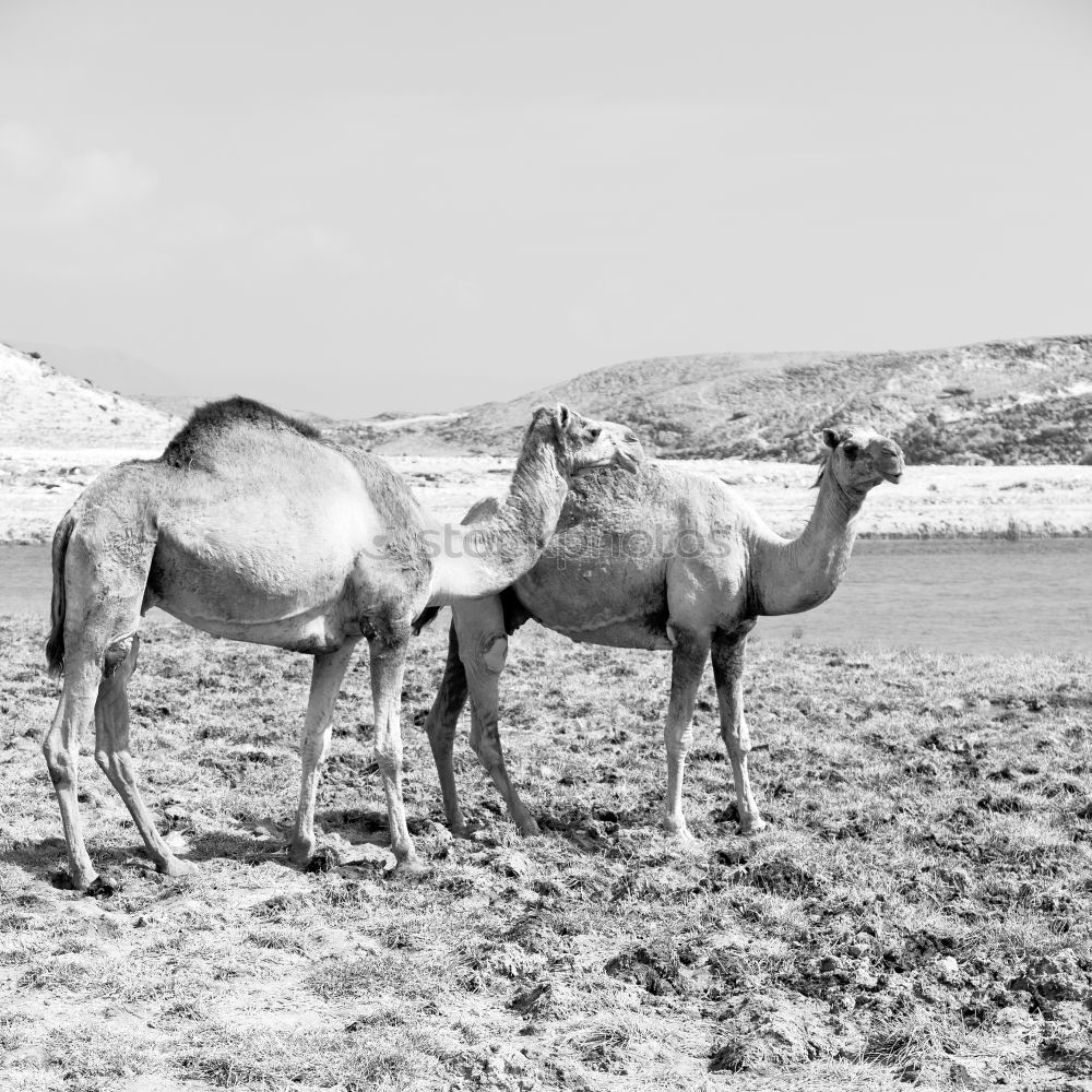 Image, Stock Photo free dromedary near the sea