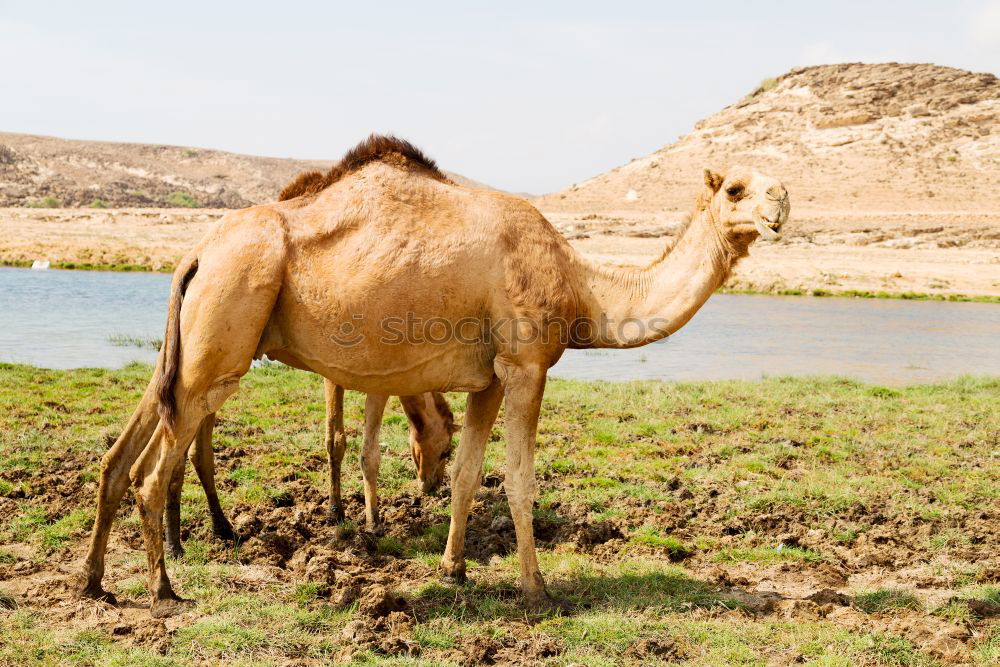 Similar – Image, Stock Photo free dromedary near the sea