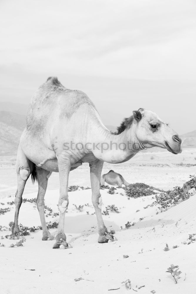 Similar – thar desert II Sand Warmth