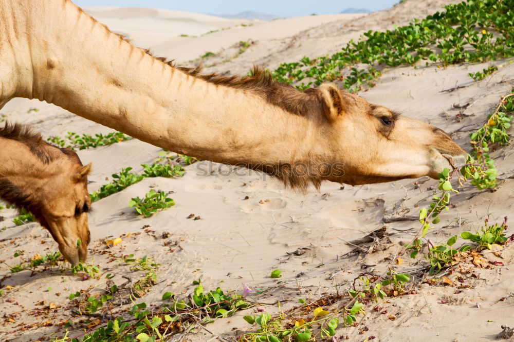 Similar – Image, Stock Photo free dromedary near the sea