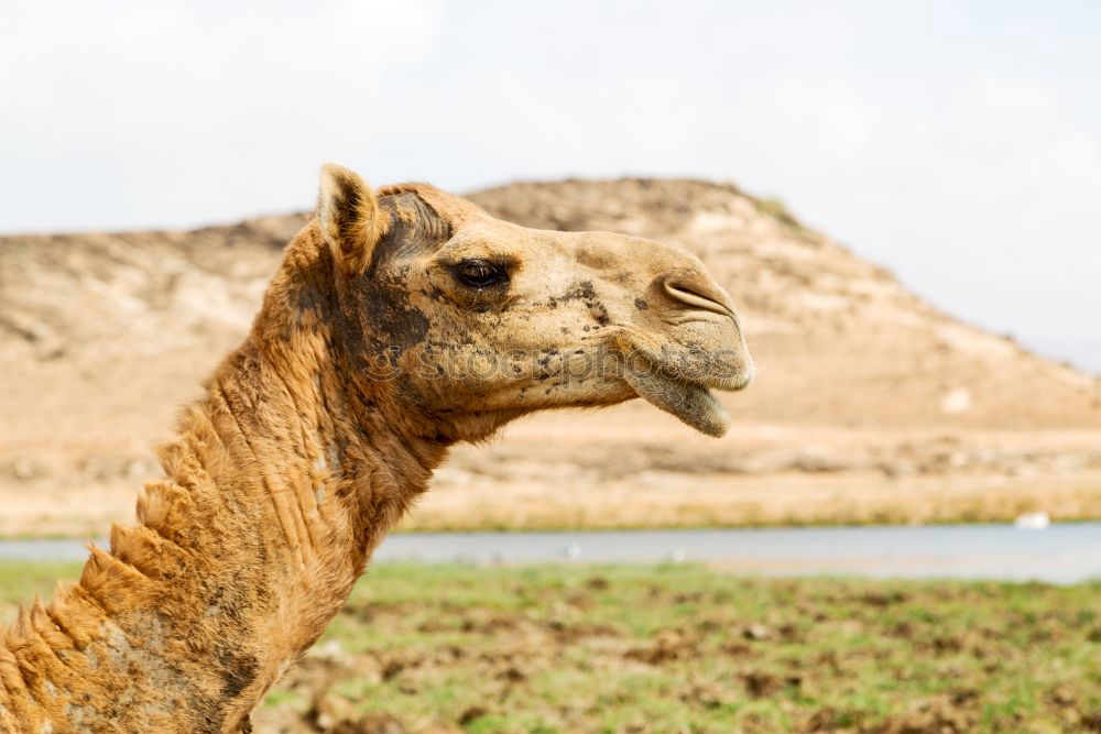 Similar – Image, Stock Photo a free dromedary near the sea