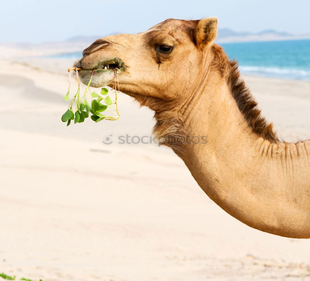 Similar – free dromedary near the sea