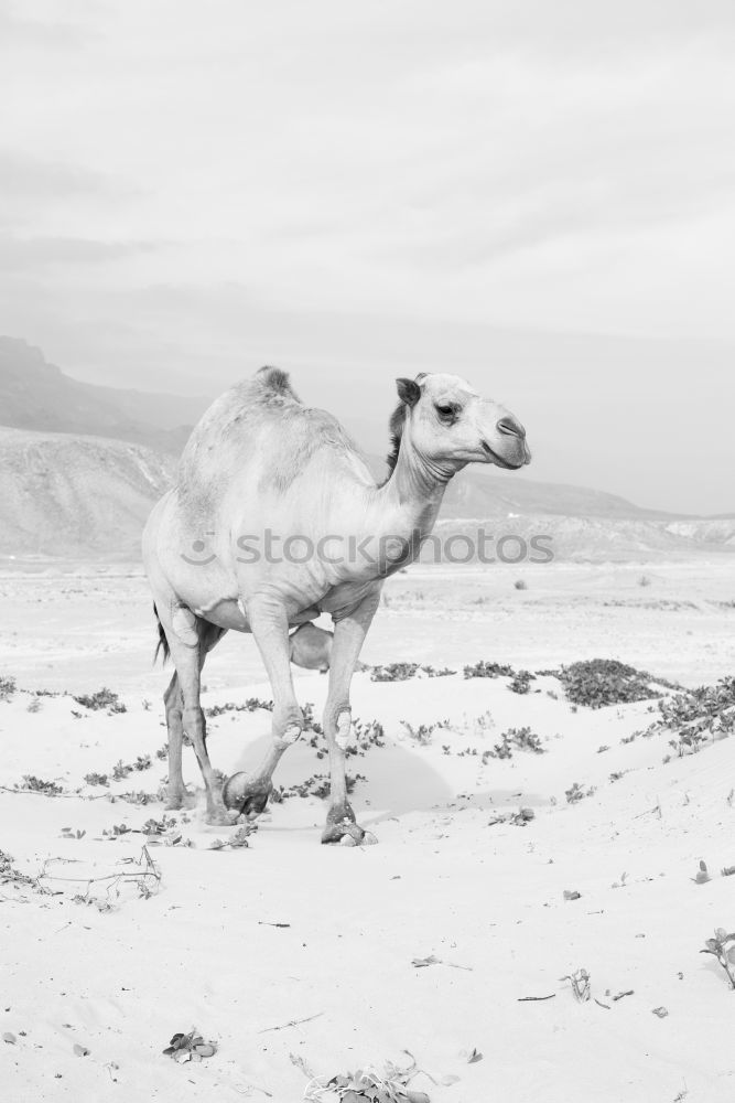 Similar – Image, Stock Photo Sheep walking on the road