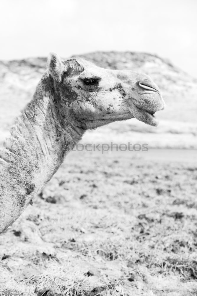 Similar – Image, Stock Photo Lister sheep Beach Ocean