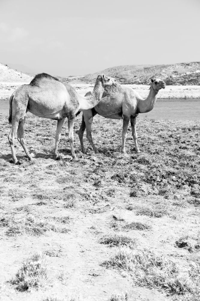 Similar – Image, Stock Photo free dromedary near the sea