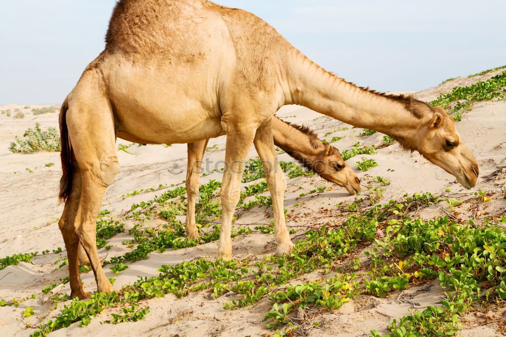 Similar – Image, Stock Photo a free dromedary near the sea