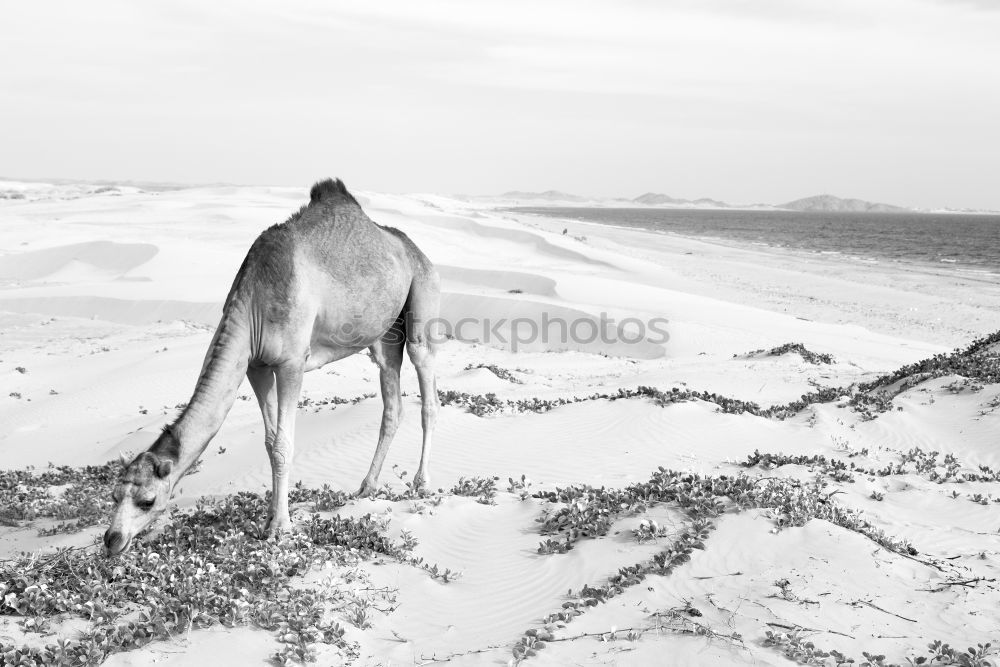 Similar – Image, Stock Photo much blue, much white and a little bit of dog