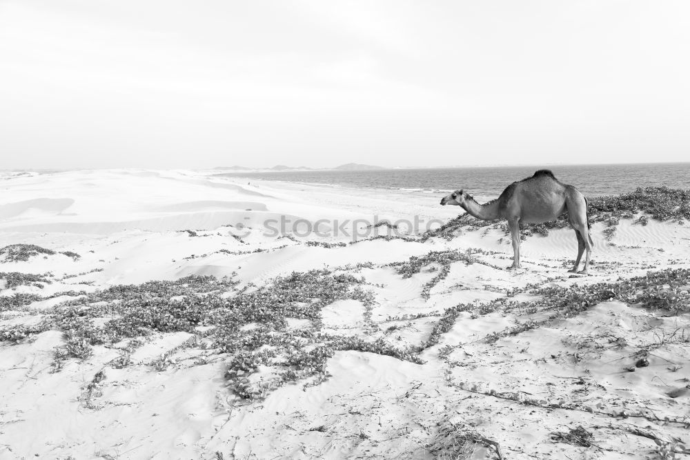 Similar – cows Nature Landscape