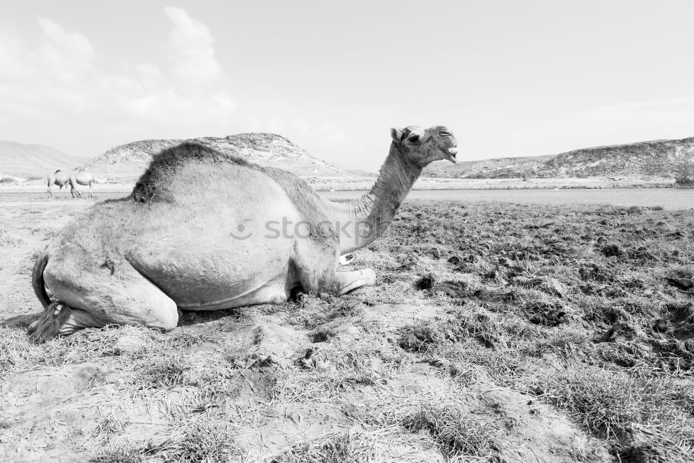 Similar – Image, Stock Photo Lister sheep Beach Ocean