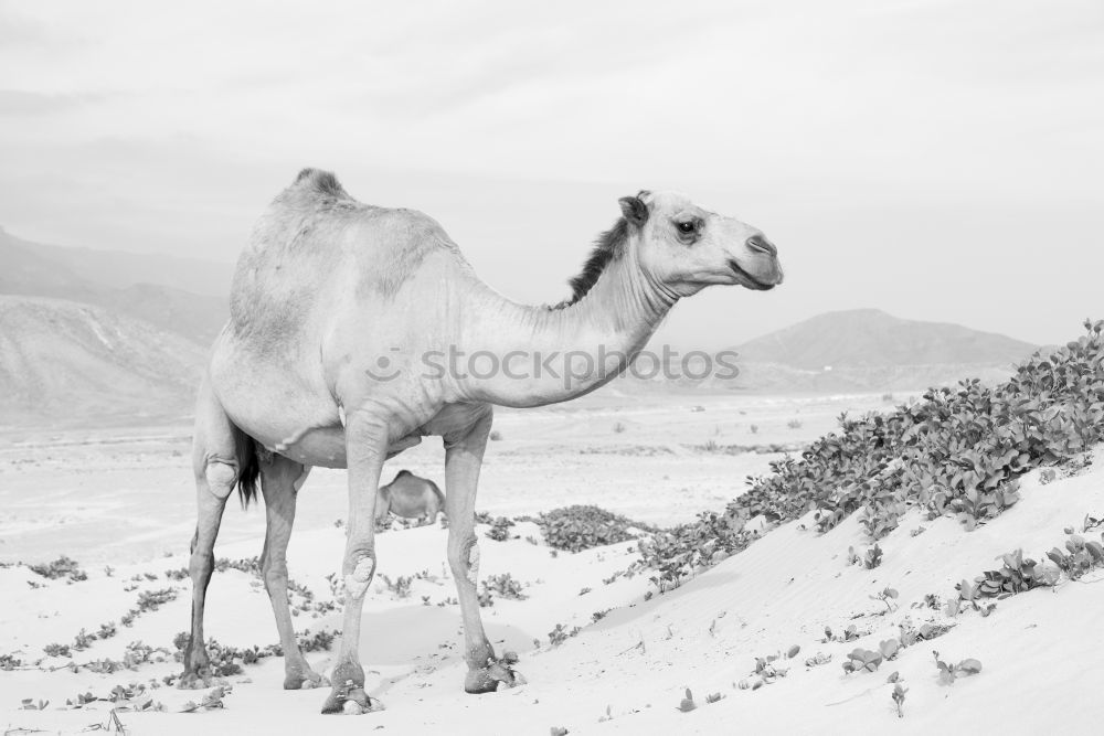 Similar – Image, Stock Photo Guanaco Animal 1 Blue