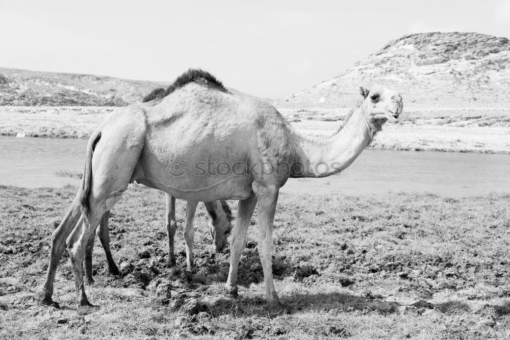 Similar – Image, Stock Photo free dromedary near the sea