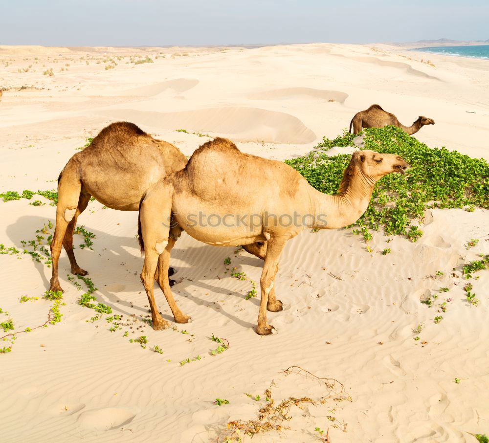 Image, Stock Photo free dromedary near the sea