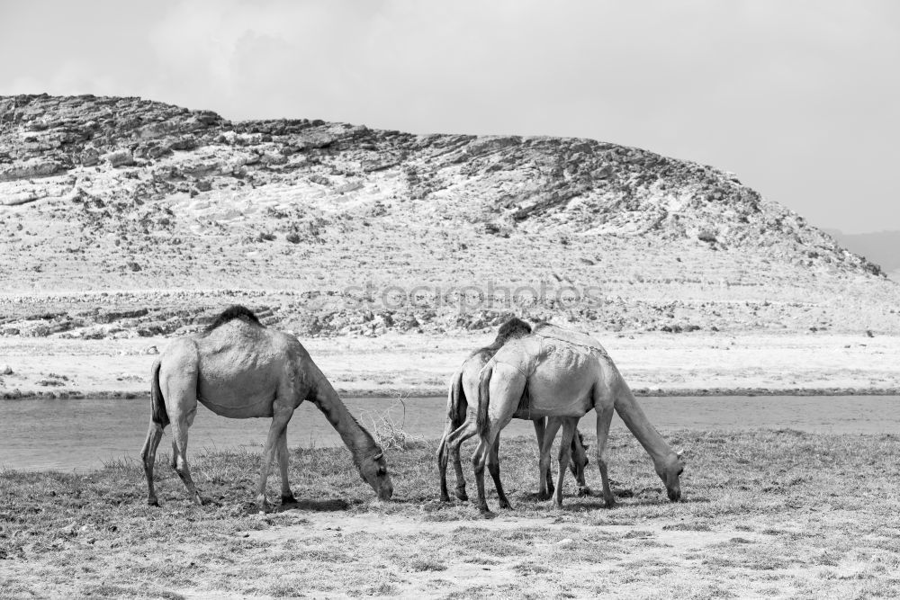 Similar – Image, Stock Photo free dromedary near the sea