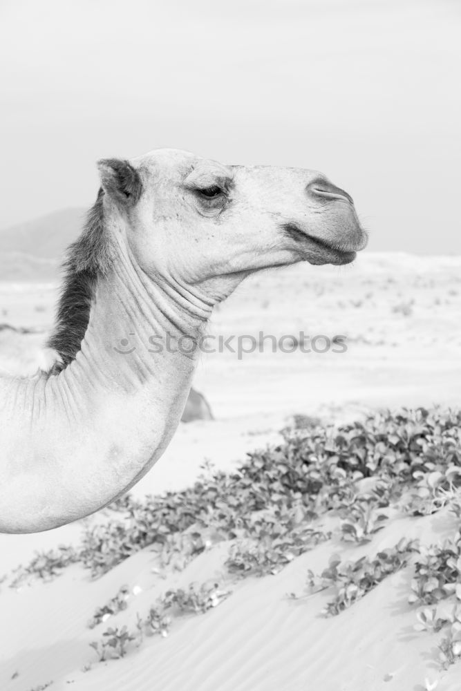 Similar – thar desert II Sand Warmth