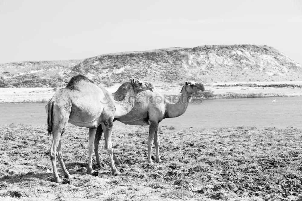 Similar – Image, Stock Photo free dromedary near the sea