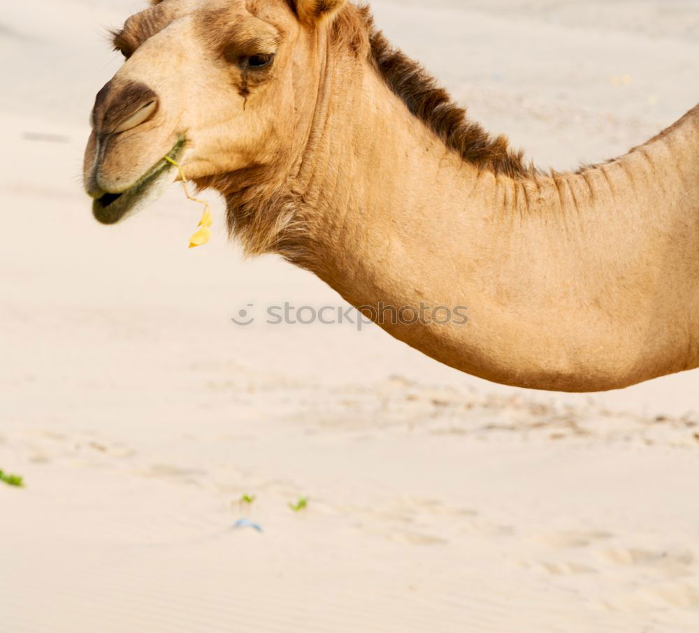 free dromedary near the sea