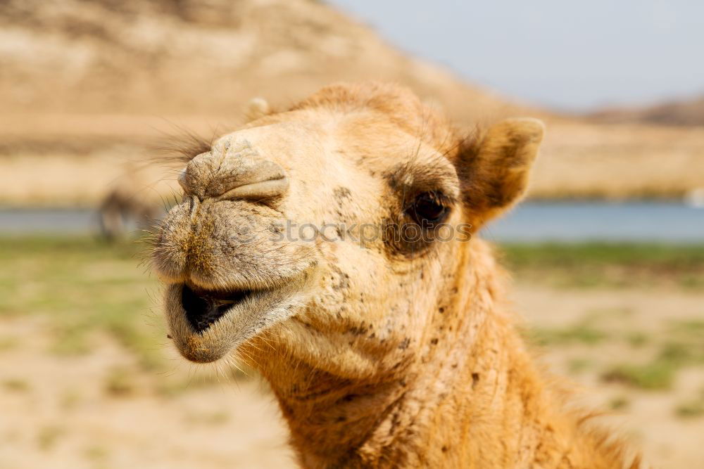 Similar – free dromedary near the sea