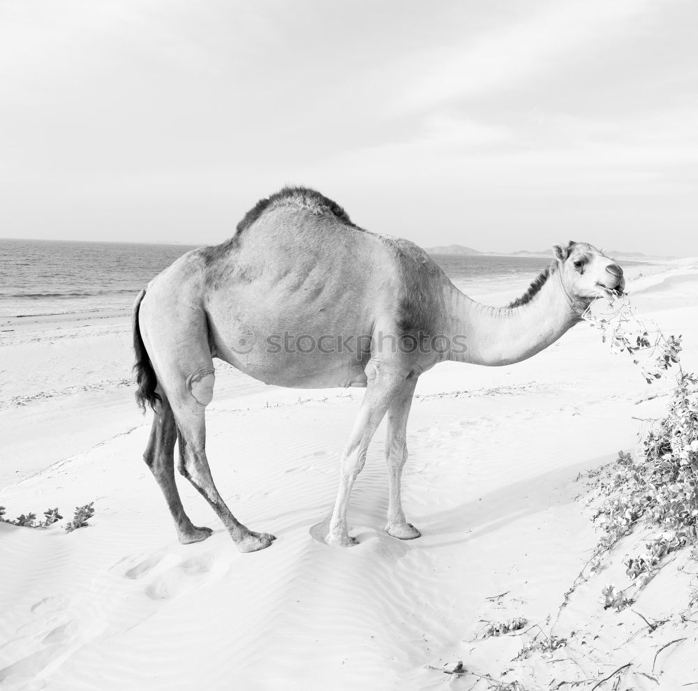 Similar – Image, Stock Photo #A# Desert Horse Climate