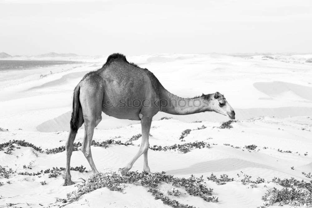 Similar – thar desert II Sand Warmth