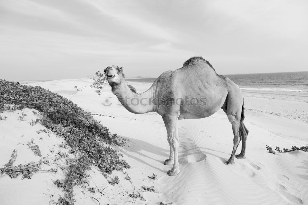 Similar – Image, Stock Photo free dromedary near the sea