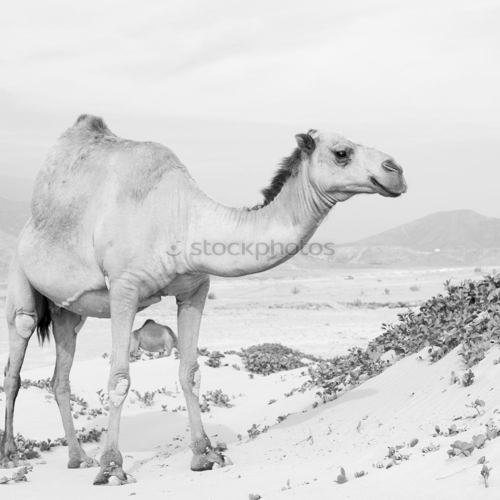 Similar – Image, Stock Photo free dromedary near the sea