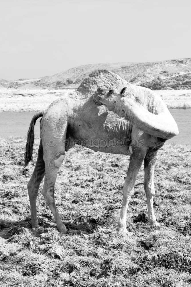 Similar – Kind umarmt Hund am Meer