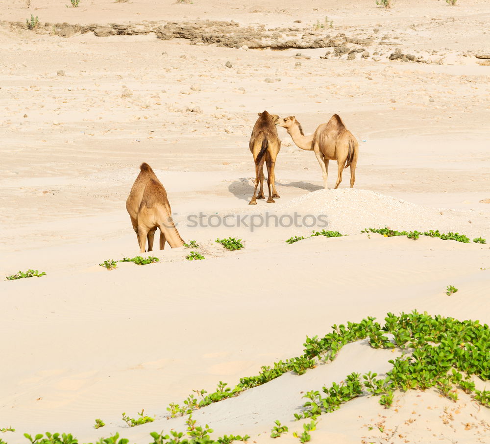 Similar – Image, Stock Photo free dromedary near the sea