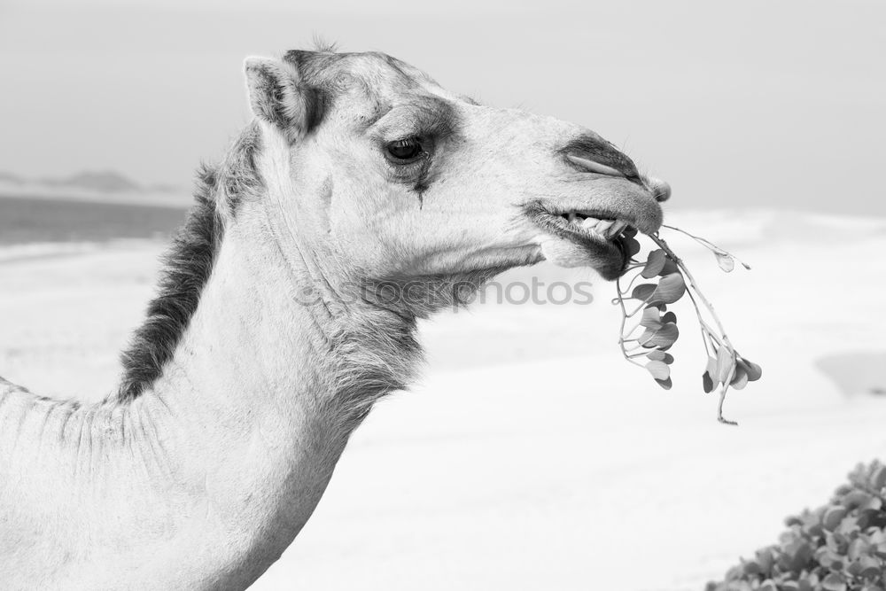 Similar – Image, Stock Photo Where’s the dentist? Camel