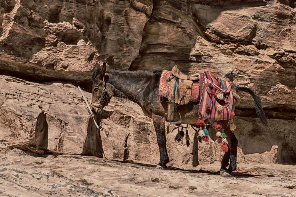 Similar – Foto Bild Kamele im Sinai Tier